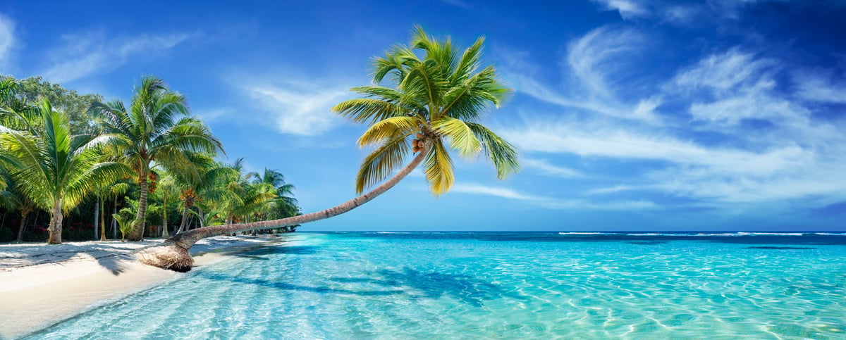 Coconut palm trees on Malibu beach overlooking the sea