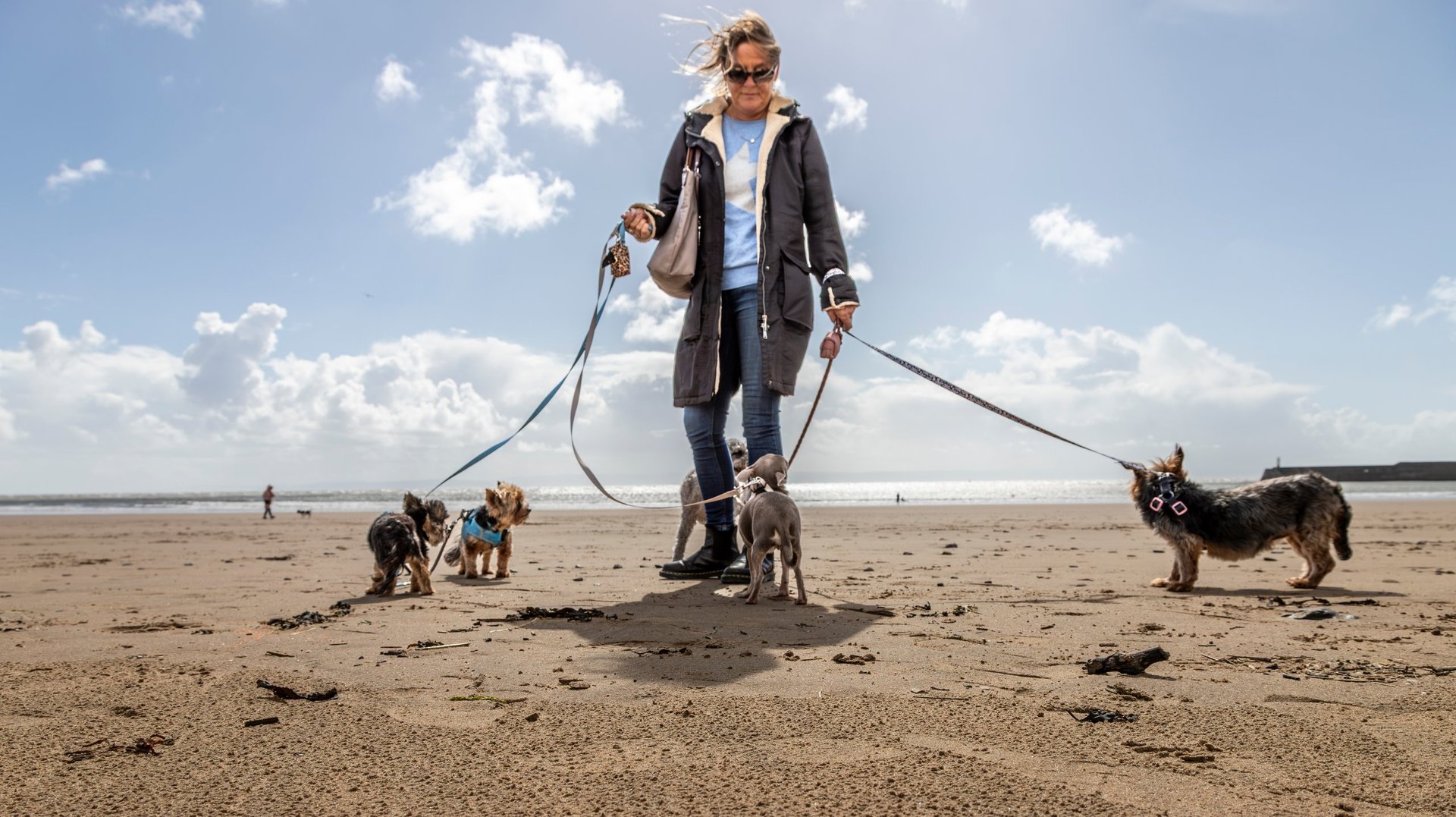 Female professional dog walker, walking on the beach on a bright windy day with five dogs including Yorkshire terrier, poodle, Chihuahua